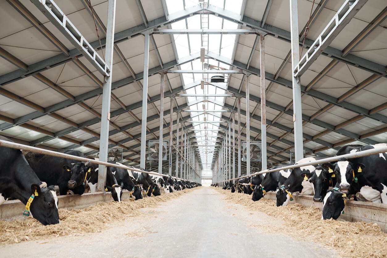 DAIRY FARM FOR SALE IN GAMAPOLA