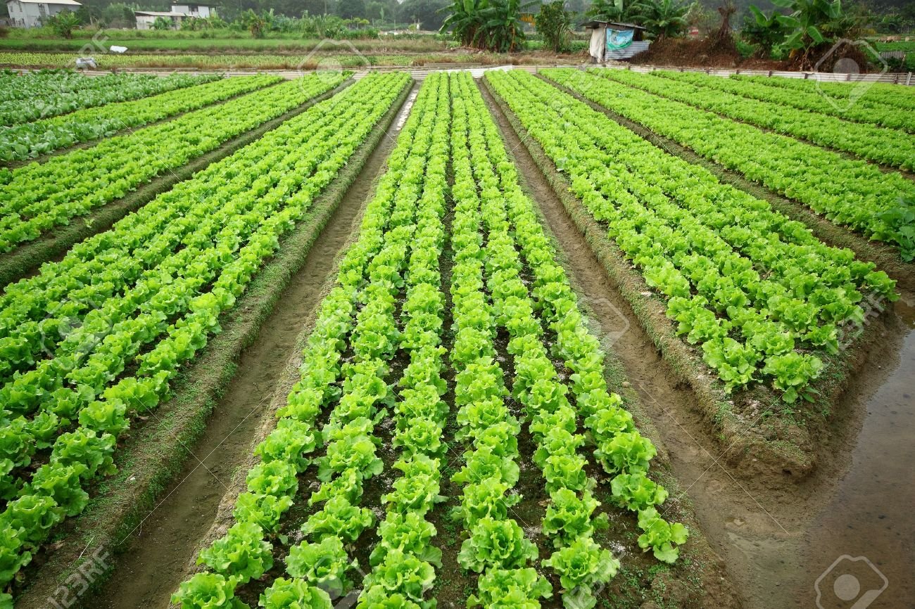 LOOKING TO BUY A CULTIVATED LAND