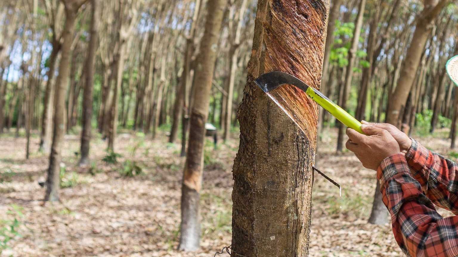 LOOKING FORWARD TO BUY A RUBBER PLANTATION IN KALUTHARA