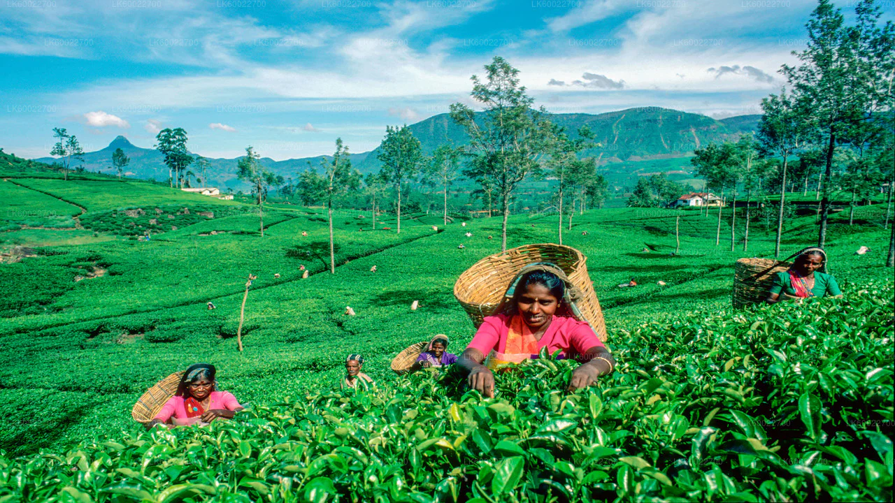 TEA ESTATE FOR SALE IN NUWARA ELYA