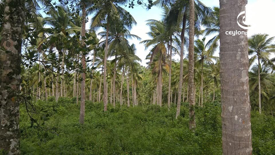Prime Coconut Plantation in Kurunegala