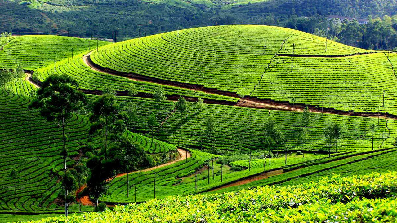 Wanted an Ideal Bare Land in Welimada !