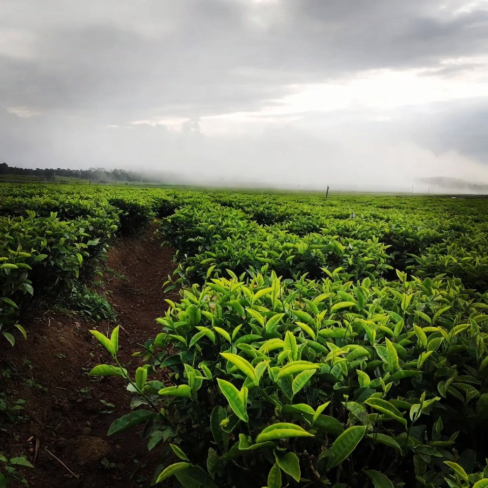 Tea Land For Sale in Nuwara Eliya