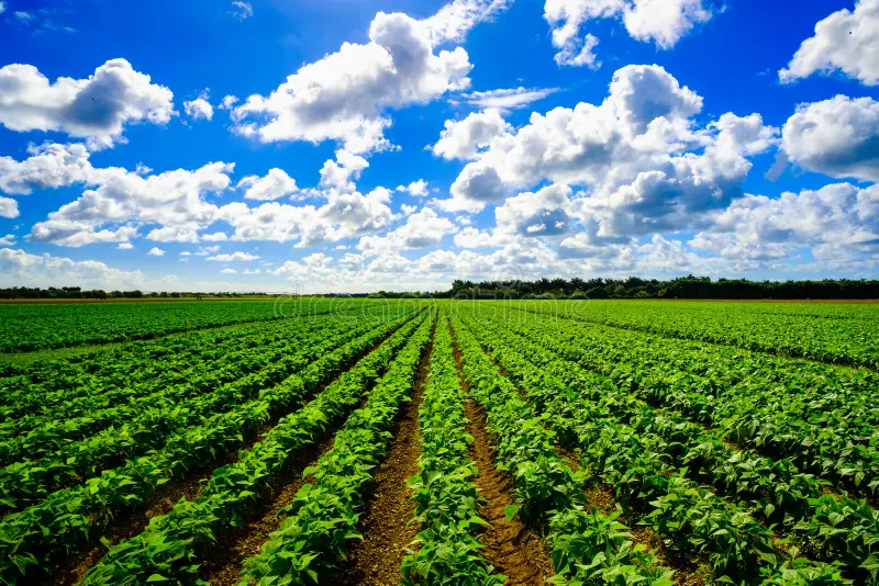 🌾 Agriculture Farm for Sale in Fertile Rural Location