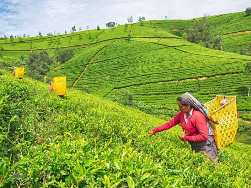 🍃 Tea Estate for Sale in a Scenic Highland Location
