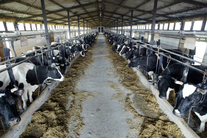 Ready-to-Run Dairy Farm for Lease