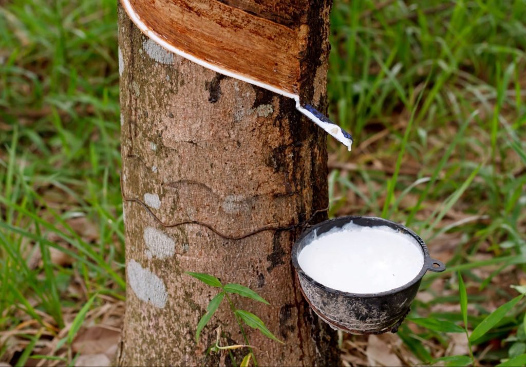 Rubber Plantation for Rent – Mature Trees Available