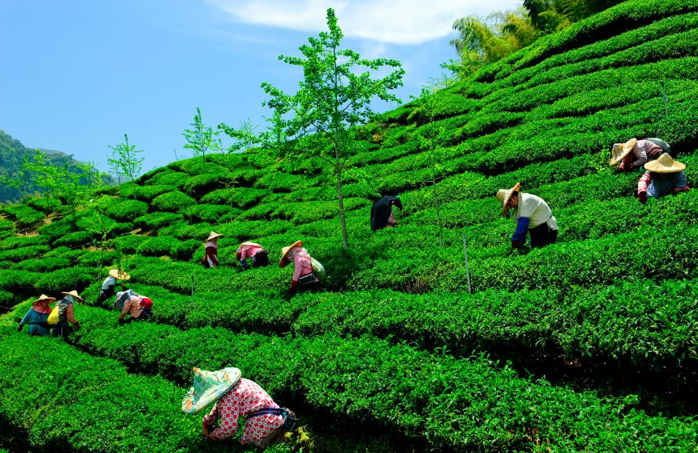 Well-Maintained Tea Garden for Rent