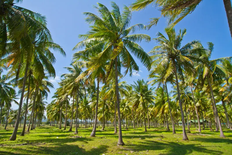 Income-Generating Coconut Plantation for Lease
